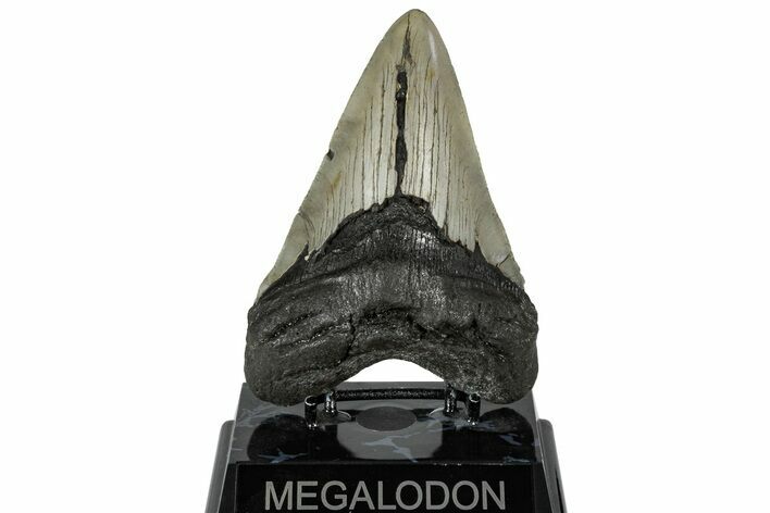 Serrated, Fossil Megalodon Tooth - North Carolina #299013